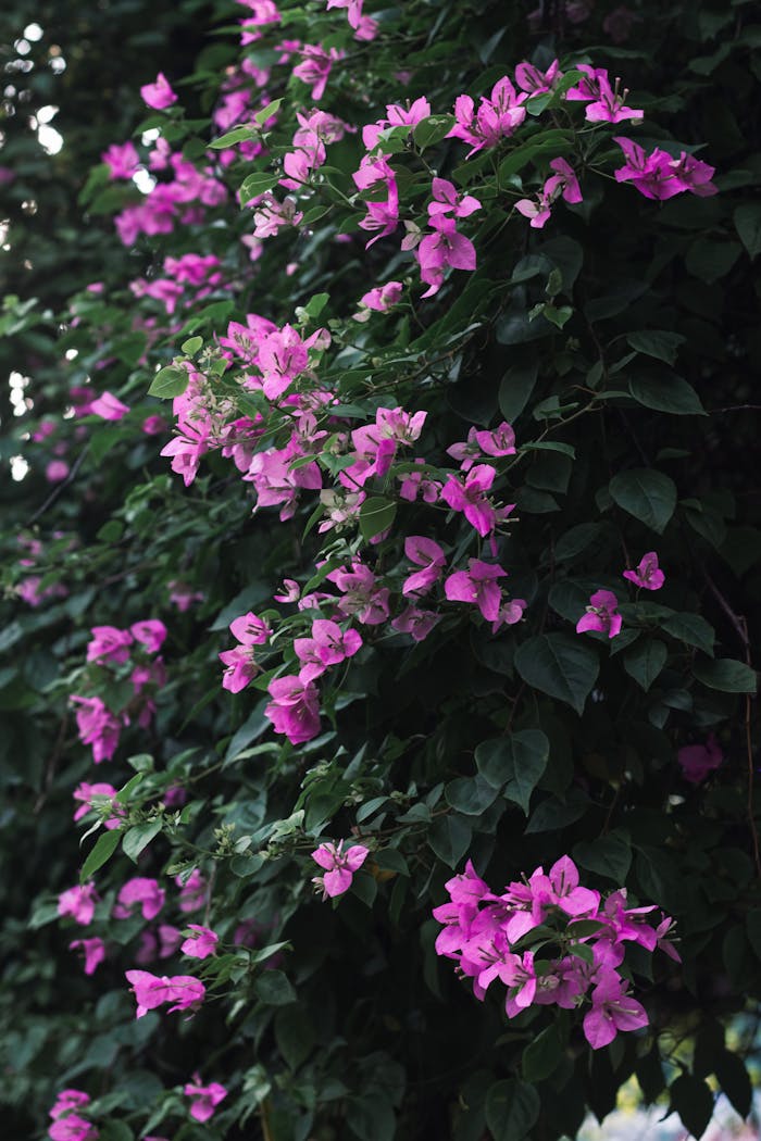 Casa Bach: especialistas em Florais de Bach em Atibaia.