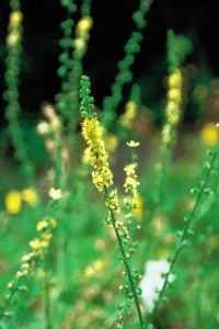 agrimony