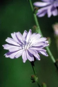 chicory.jpg